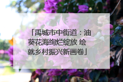 禹城市中街道：油葵花海绚烂绽放 绘就乡村振兴新画卷